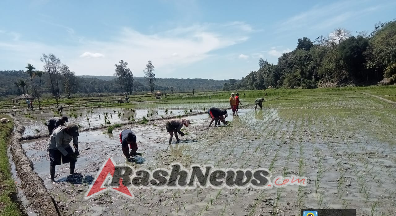 Wujudkan TNI Manunggal, Babinsa Bantu Petani Tanam Padi Di Kec. Oenino