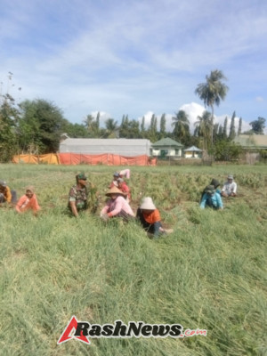 TNI Bersama Petani: Panen Bawang Merah di Dompu Berlangsung Lancar