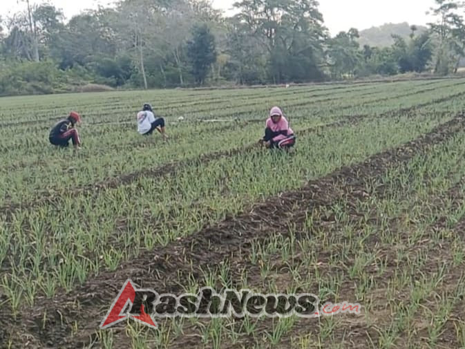 Petani Apresiasi Pendampingan Babinsa dalam Perawatan Tanaman Bawang