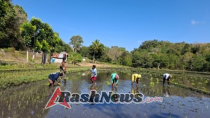 Dukungan Babinsa Lewa: Semangati Petani Saat Tanam Padi Kedua