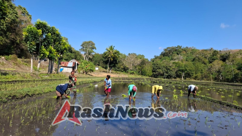 Dukungan Babinsa Lewa: Semangati Petani Saat Tanam Padi Kedua