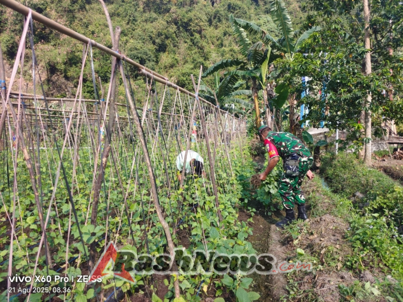 Dukung Swasembada Pangan, Babinsa Ende Laksanakan Komsos dan Pamwil di Lokoboko
