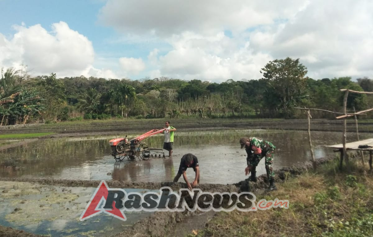 Pendampingan Babinsa, Petani Desa Lambakara Semakin Semangat Olah Sawah