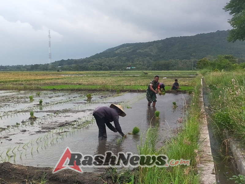 TNI dan Petani Bersinergi, Babinsa Pahunga Lodu Turun ke Sawah di Wulla