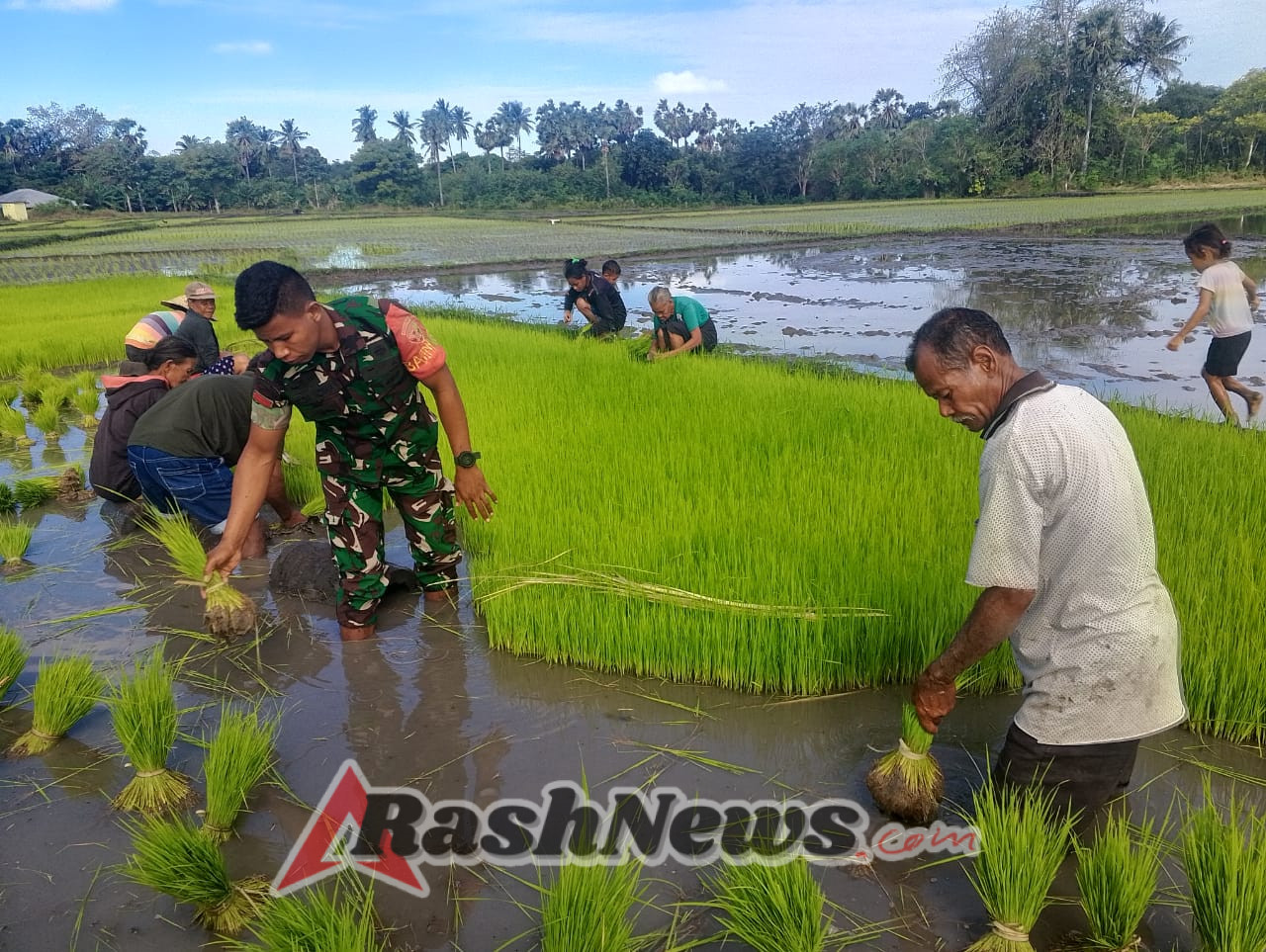 Babinsa Kodim 1601/Sumba Timur Bersama Petani Cabut Bibit Padi di Kaliuda