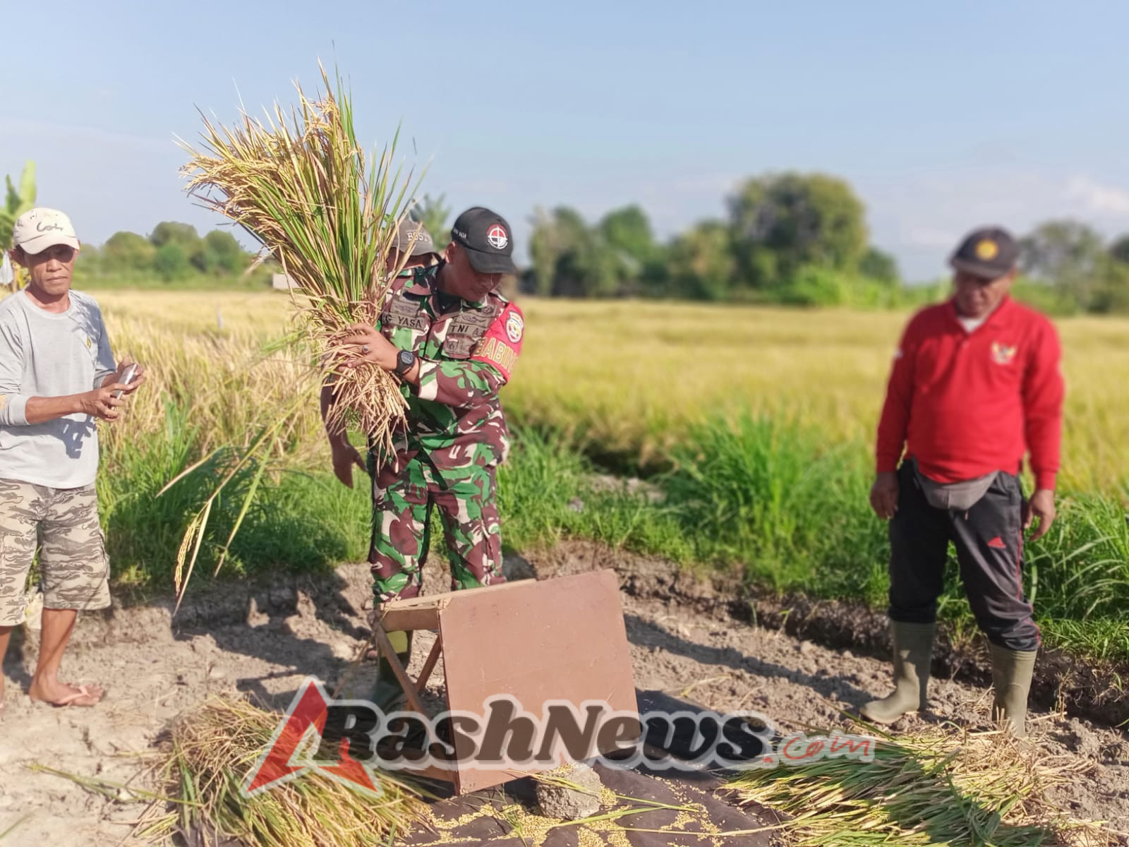 Babinsa membantu petani dalam proses panen padi bentuk dari kemanungalan TNI dengan Rakyat