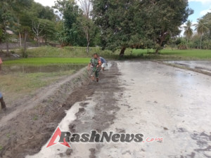 Babinsa Kodim 1601/Sumba Timur Dukung Swasembada Pangan Lewat Pendampingan Petani