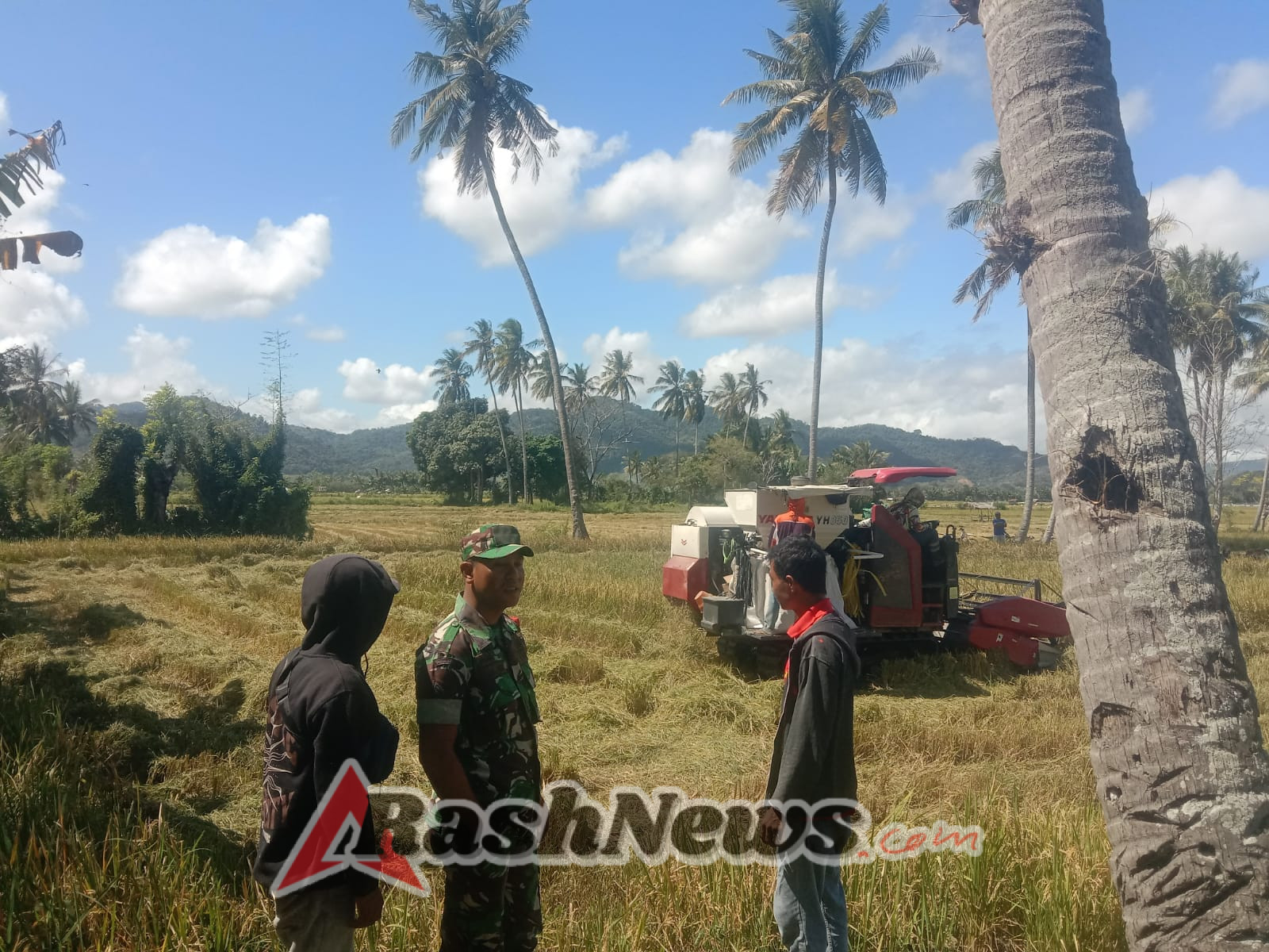 Babinsa dan Petani Bersinergi dalam Panen Raya di Desa Air Suning, Seteluk