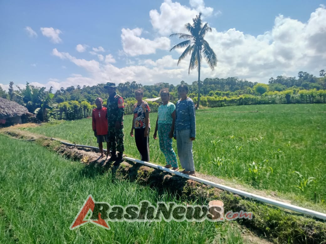 Komsos Dengan Petani Bawang Babinsa Pendampingan dan Jalin Silaturahmi