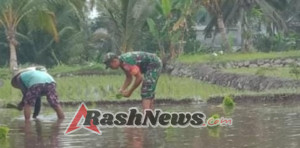 Sertu Lalu Abas Bantu Poktan Batu Runtak Laksanakan Musim Tanam