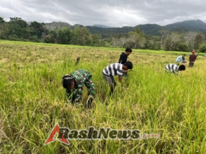 Babinsa Karera Dorong Ketahanan Pangan Lewat Pendampingan Panen di Desa Nggongi
