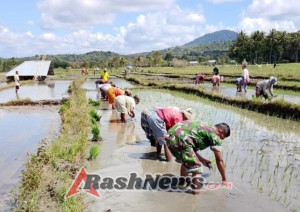 Babinsa Sertu Fracisco Monteiro Gusmao Dampingi Petani Tanam Padi Seluas 20 Hektare di Desa Unini