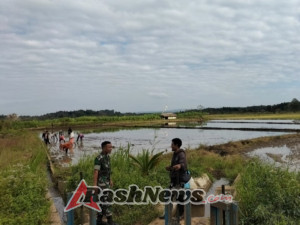 Babinsa dan PPL Lakukan Komsos serta Cek Debit Air di Sawah Warga