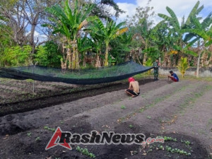 Tingkatkan Ekonomi Warga, Babinsa Pantar Timur Ajak Manfaatkan Lahan Kosong