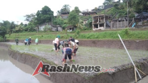 Kerja nyata Babinsa Desa Sidemen tanam padi bersama petani Subak Hyang Taluh.