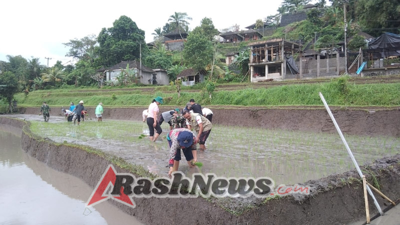 Kerja nyata Babinsa Desa Sidemen tanam padi bersama petani Subak Hyang Taluh.