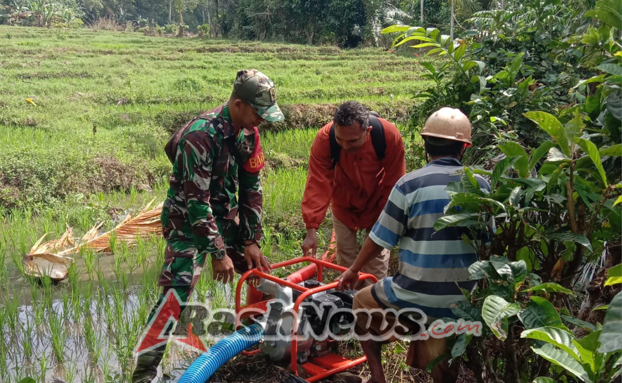 Dari Sawah untuk Negeri, Babinsa Koramil 1612-06/Lembor Selatan Kawal Pertumbuhan Padi dan Aliran Irigasi