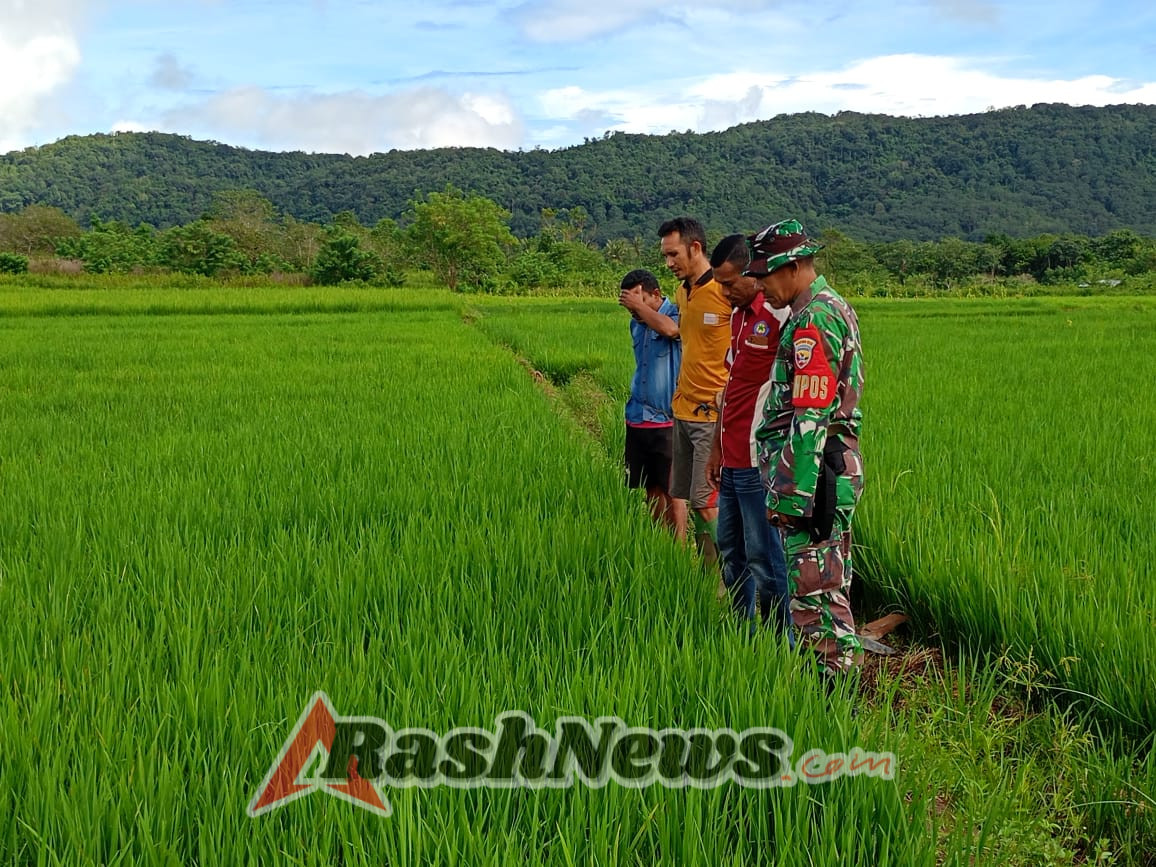Dari Sawah Reo Barat, Babinsa Koramil 1612-03/Reok Tegaskan Komitmen Dukung Petani Lewat Pendampingan Langsung