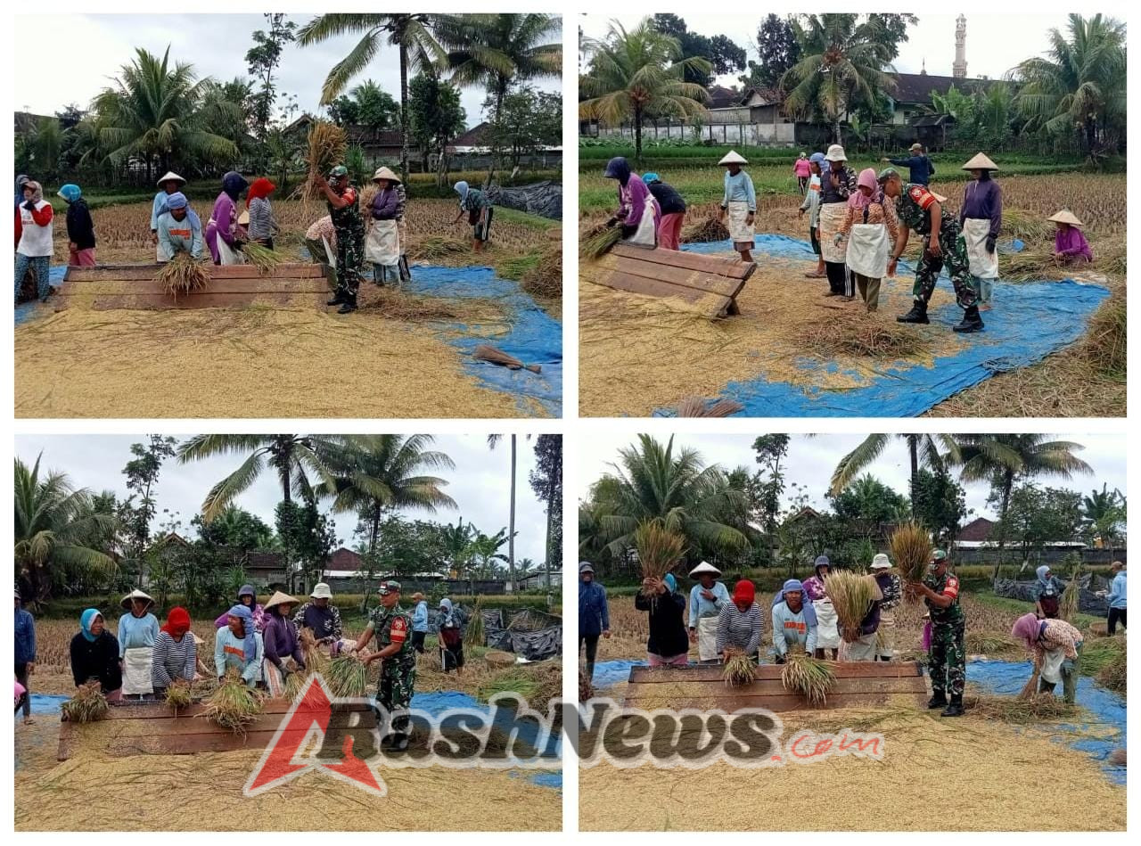 Babinsa Husni Jayadi Beri Edukasi Harga Gabah saat Dampingi Panen Padi