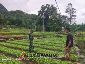 Babinsa Koramil 1602-01/Ende Jaga Kamtibmas dan Bina Masyarakat Petani di Dusun Watutoro
