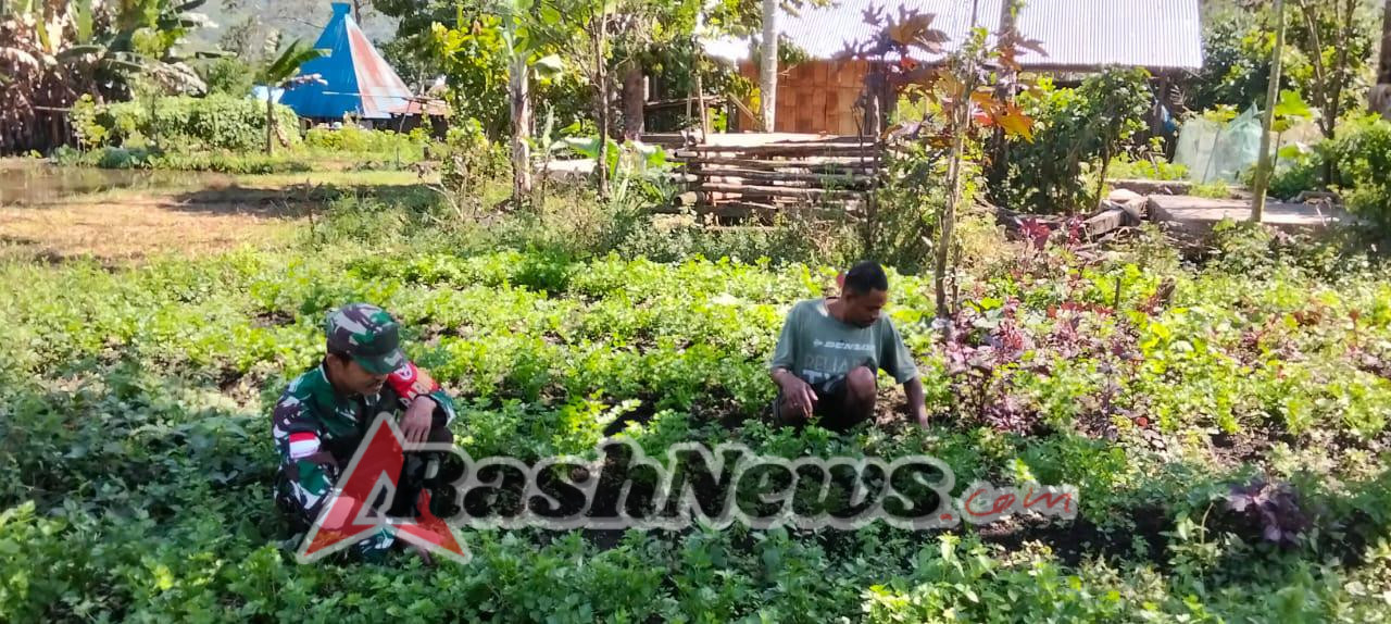 TNI dan Warga Bersinergi, Lahan Tidur di Malaipea Disulap Jadi Kebun Produktif