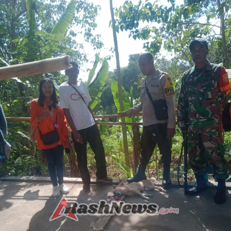 Eliminasi Anjing Liar Di Desa Kopong Berjalan Lancar, Upaya Kurangi Penyebaran Rabies