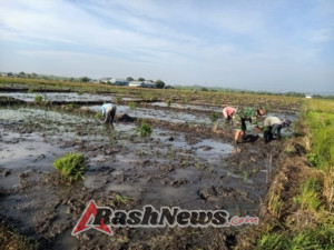 Babinsa Koramil 1612-06/Lembor Bantu Petani Tanam Padi di Desa Tangge