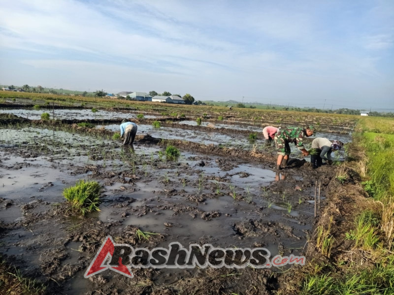 Babinsa Koramil 1612-06/Lembor Bantu Petani Tanam Padi di Desa Tangge