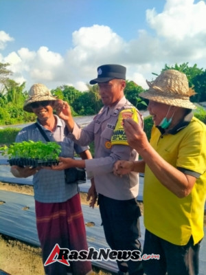 Bhabinkamtibmas Medahan Bersama Stakeholder Tanam Cabai di Subak Celuk Dukung Ketahanan Pangan