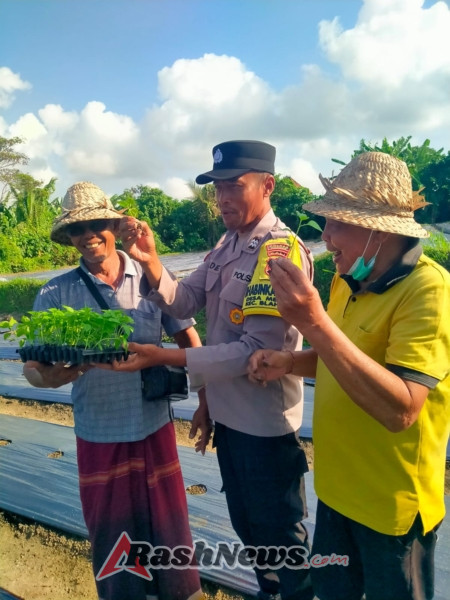 Bhabinkamtibmas Medahan Bersama Stakeholder Tanam Cabai di Subak Celuk Dukung Ketahanan Pangan