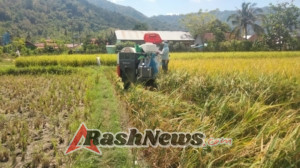Sinergi TNI dan Petani Terlihat Saat Panen di Lahan Nasrullah, Lalar Liang