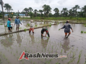 Babinsa Maurole Laksanakan Pamwil dan Komsos Sambil Bantu Tanam Padi Seluas 2 Ha