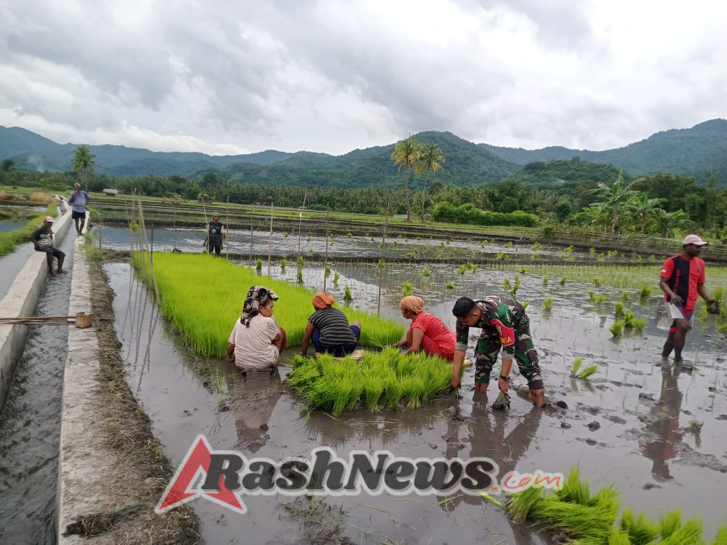 Babinsa Maurole Laksanakan Pamwil dan Komsos Sambil Bantu Tanam Padi Seluas 2 Ha