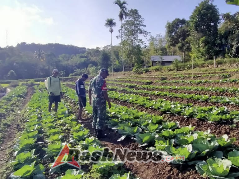 Babinsa Koramil 1613-01/Loli Jalin Silaturahmi dengan Petani Komerda
