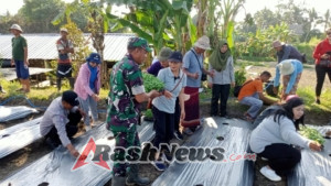 Jaga Stok dan Harga Cabai, Babinsa Medahan Terjun ke Lahan Pertanian