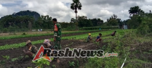 Babinsa di TTU Aktif Bina Petani Sayur untuk Tingkatkan Hasil Panen