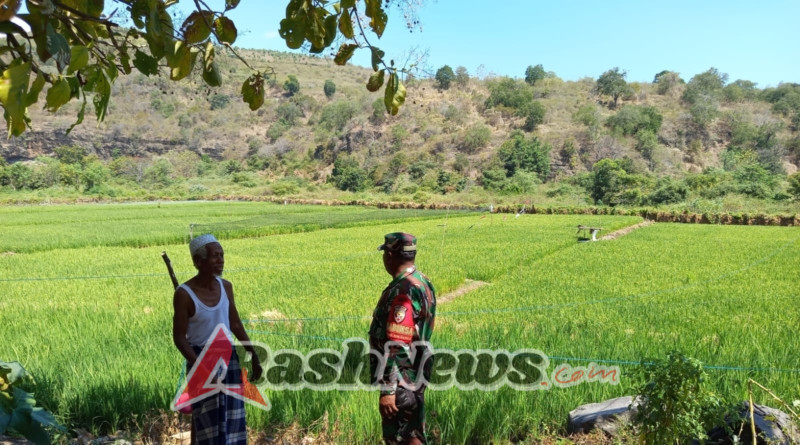 Dorong Swasembada, Babinsa Lakukan Komsos dengan Petani