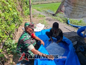 Tingkatkan Produktivitas Pertanian, Babinsa Ende Kawal Langsung Tanam Padi Warga