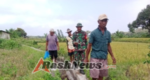 TNI Sahabat Petani! Babinsa Koramil 1612-04/Borong Aktif Kawal Pertanian Warga Watu Nggene