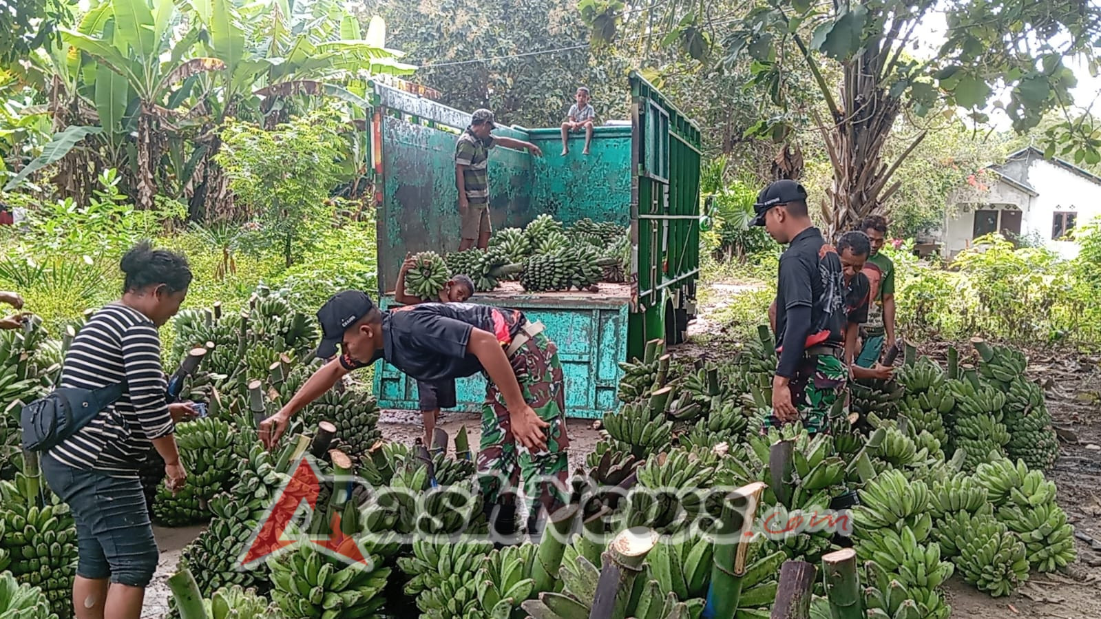 Pisang Siap Dipasarkan, Pos Haslot Dukung Masyarakat Laksanakan Panen Pisang di Kebun Perbatasan