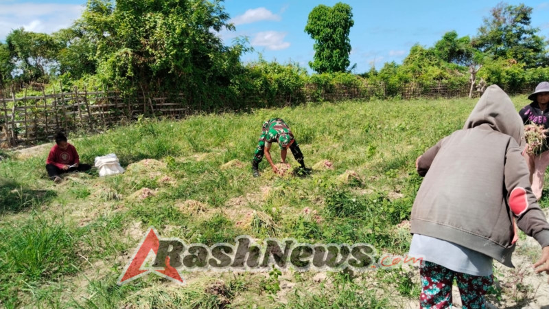 Babinsa Rote Ndao Turun Langsung Dampingi Panen Bawang Warga Binaan