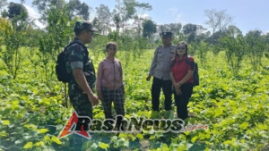 Dukung Ketahanan Pangan, Babinsa Landih Gotong Royong Bersihkan Gulma Bersama bhabinkamtibmas