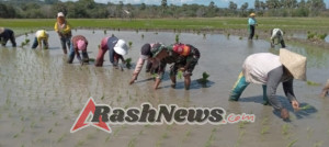 Tingkatkan Ketahanan Pangan, Babinsa Monitoring Wilayah dan Dukung Penanaman Padi