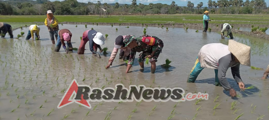 Tingkatkan Ketahanan Pangan, Babinsa Monitoring Wilayah dan Dukung Penanaman Padi