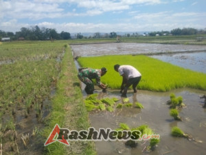 Bantu Petani Mencabut Bibit Padi, Babinsa Koramil 05/Waingapu Terjun Langsung Ke Sawah