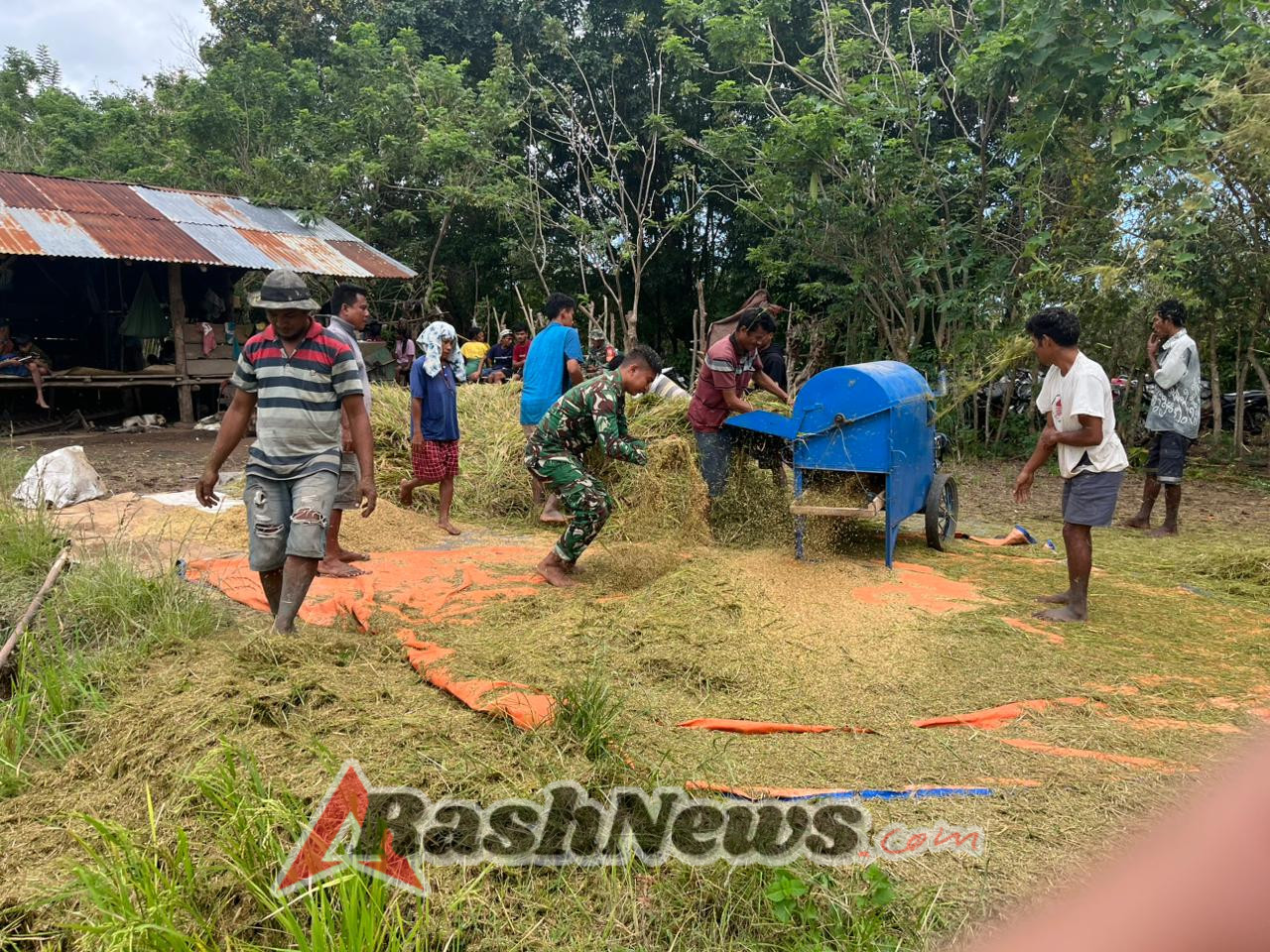 Wujud Kepedulian TNI, Babinsa Karera Turun ke Sawah Bantu Petani di Watubara