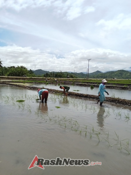 Sinergi TNI dan Petani: Babinsa Lembor Tanam Padi Bersama Warga Siru