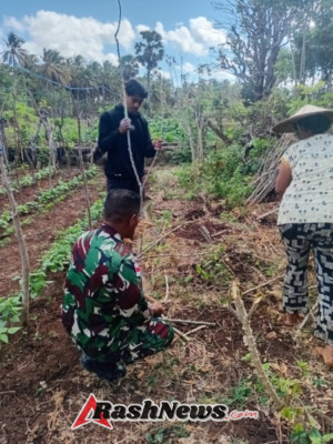 Babinsa Koramil 03/Batutua Dampingi Petani Merawat Tanaman