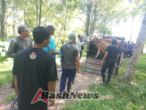 Babinsa Bersama Pemdes Banyuatis Salurkan Bantuan Bibit Sapi ke Peternak