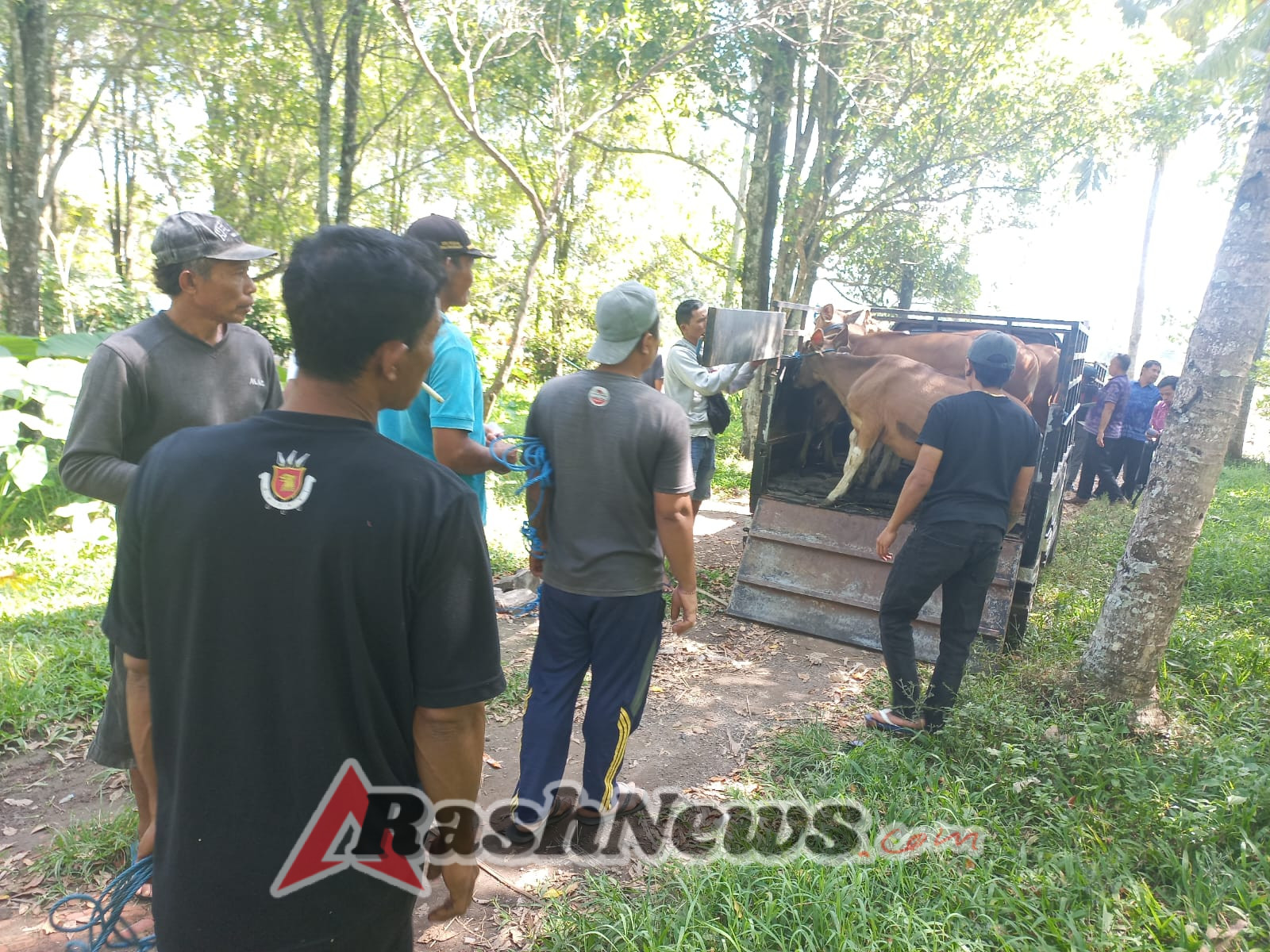 Babinsa Bersama Pemdes Banyuatis Salurkan Bantuan Bibit Sapi ke Peternak